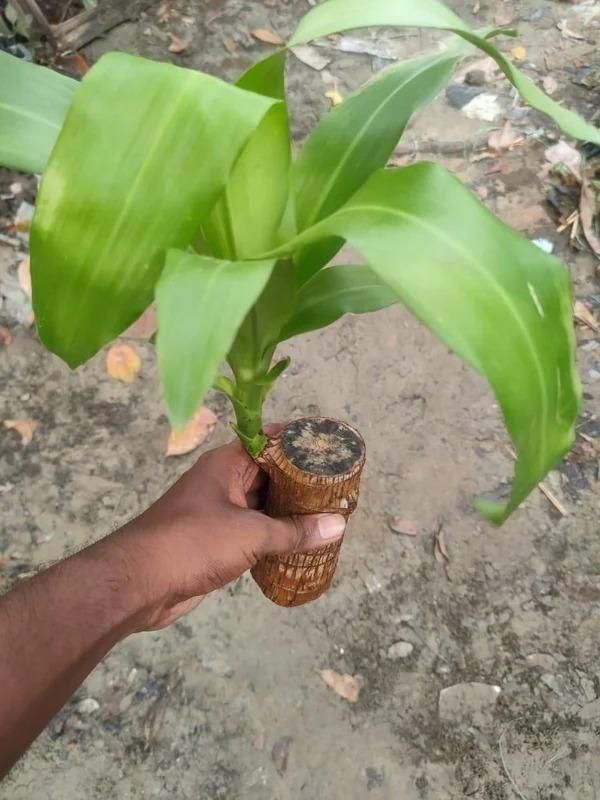 Elegant Fortune Plant