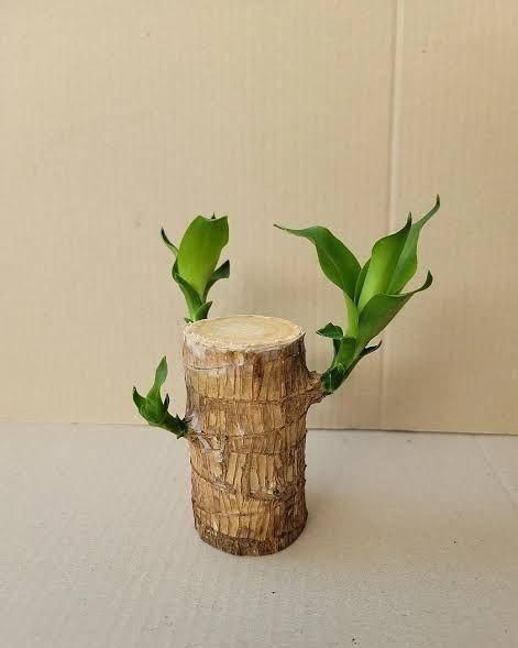 Elegant Fortune Plant