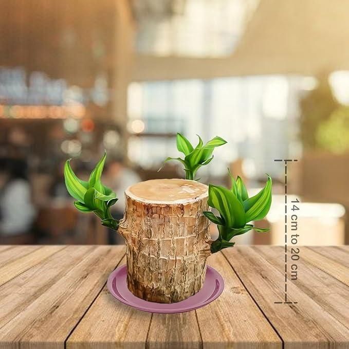 Elegant Fortune Plant
