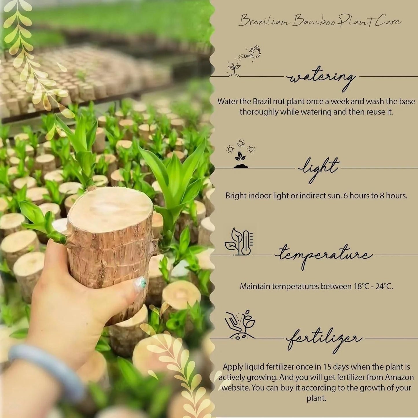 Elegant Fortune Plant