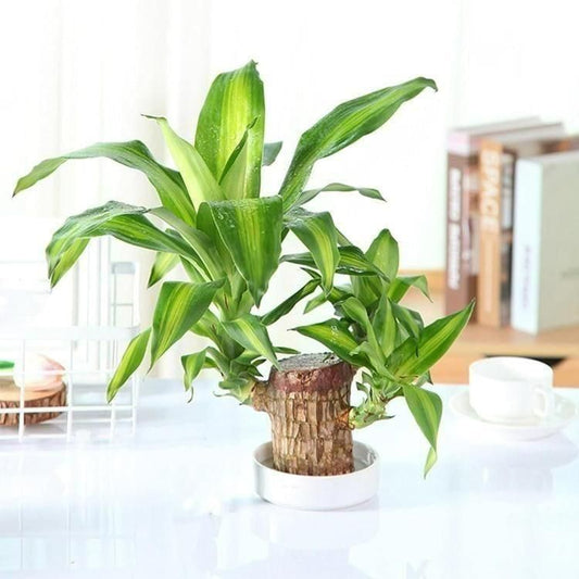 Elegant Fortune Plant