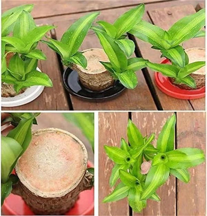 Elegant Fortune Plant